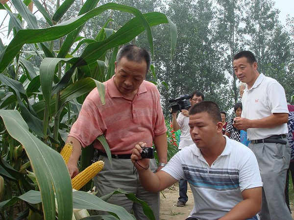 參會者高度評價“中江玉703”的種植表現